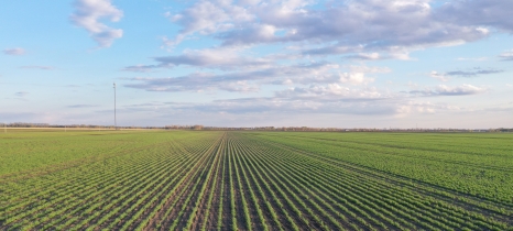 farm field