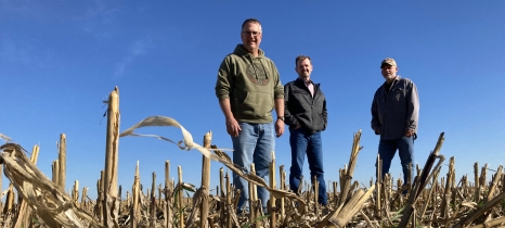 Three men stand amid corn stalks in a harvested field