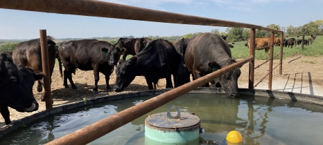cattle drink from a round water tank