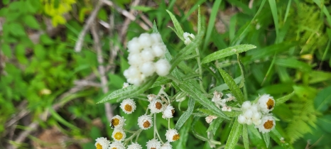 Pearly everlasting