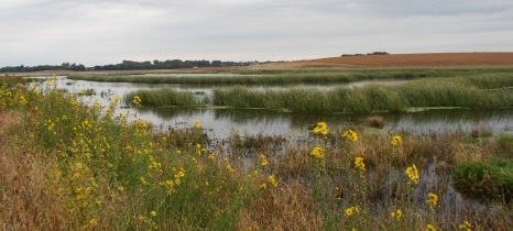 A wetland