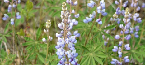 wild lupine
