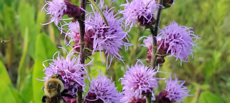 bumbebee on flower