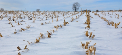 cornstalks in a snow covered field