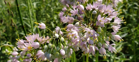 Prairie onion