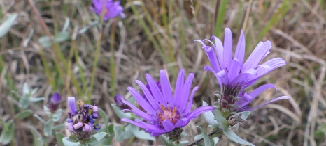 silky aster