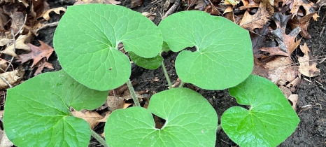 Canadian wild ginger