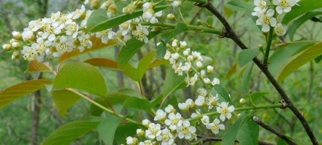 chokecherry