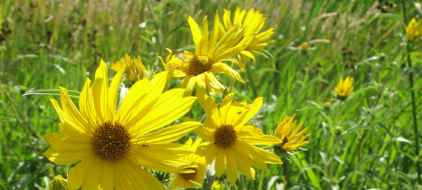 Maximilian Sunflower