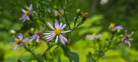 large-leaved aster