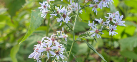 heart leaved aster flowers