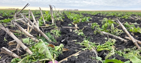 cover crops grow in a harvested corn field