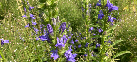 Tall plant with spiky clusters of violet-blue blossoms