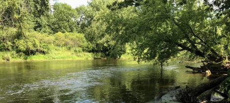 trees border a river