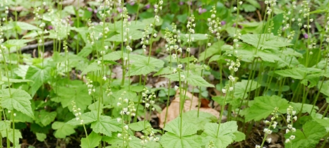 Small white flowers grow along stems arising from a mass of green leaves.