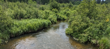 Tall grass, shrubs and trees border a river.