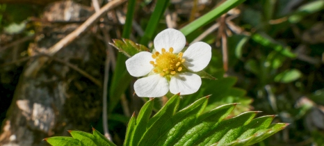white flower with yellow center and green foliage
