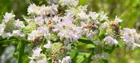 pink flowers on green stems