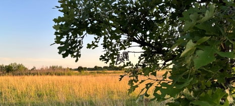 an oak tree in a field