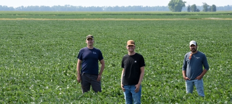 Three people stand in a soybean field