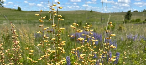prairie alumroot