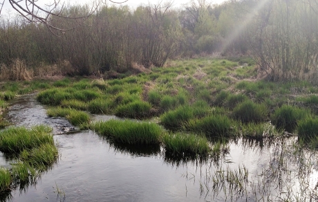 Misty boggy area in Mille Lacs County within the Rum River watershed