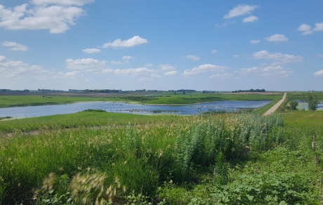 Restored wetland filled with water