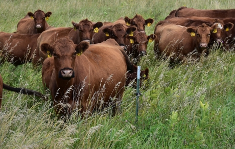 Cattle grazing