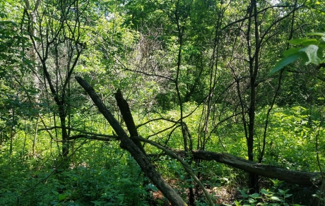 Dead bucktorn shrubs, at center back, are the result of spraying.