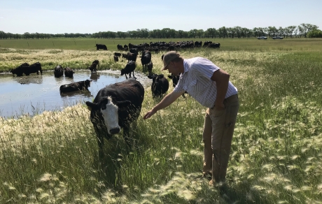 Mark Larson checks on a herd of rotationally grazed cattle