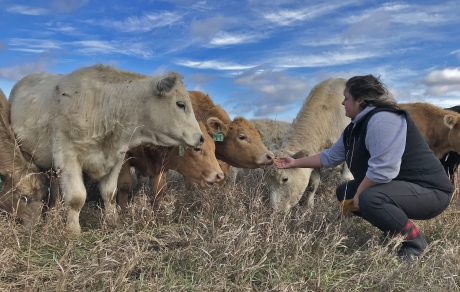 Jennifer Olson extends a hand to beef cattle in a pasture