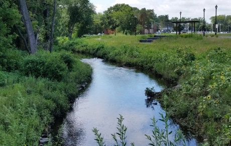 Lush green plants border a narrow stream with trees growing along one bank