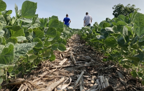 Soybeans grow in a field with dried corn stubble. Two people walk in the distance.