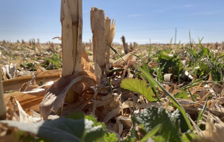 A green cover crop emerges from corn stubble