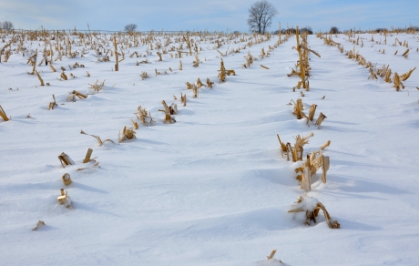 cornstalks in a snow covered field