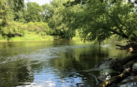 trees border a river