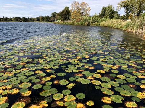 Lily pads on lake