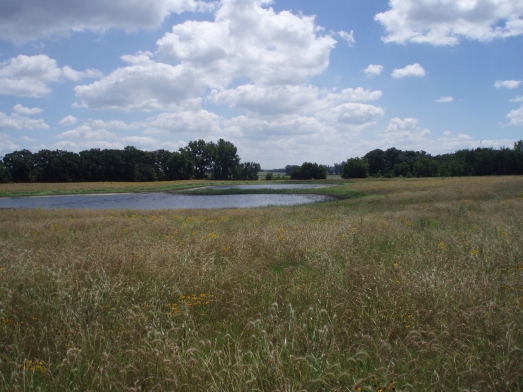 Wetland restoration