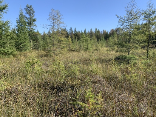 photo of peat blog with mosses, sedges, trees