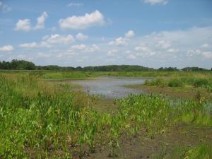 Shallow wetland with arrowhead