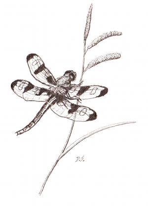 Drawing of a dragon fly