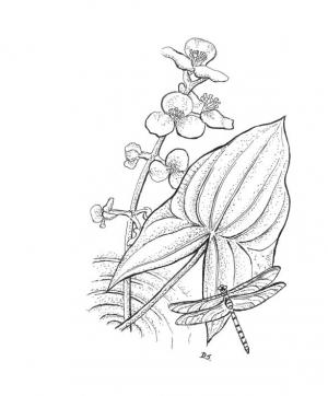 drawing of arrowhead plant