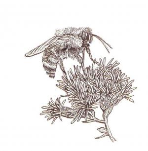 drawing of a bee on a flower