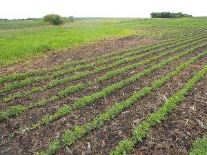 Buffer planting along an agricultural field