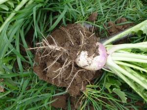 Unearthed turnip in cover crop field