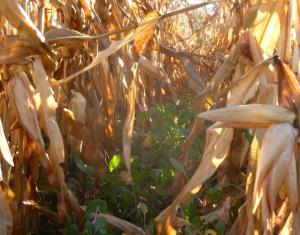 Cover crops growing in unharvest corn field