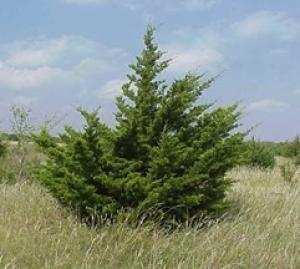 Eastern red cedar