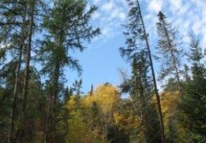 Coniferous forest in northern Minnesota