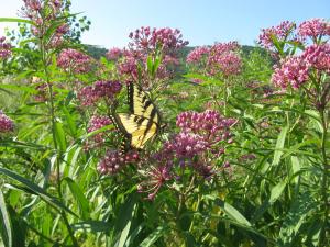 Image of Conservation Project Planning and Promotion Hokah Eastern Tiger Swallowtail Butterfly