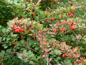 Image of Invasive Species Control Japanese Barberry Control Management